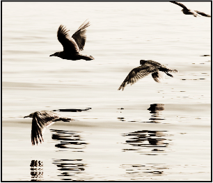 Birds in Flight Alki